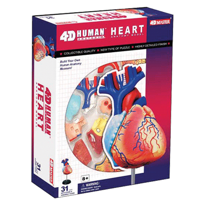 Об`ємна модель 4D Master  Серце людини