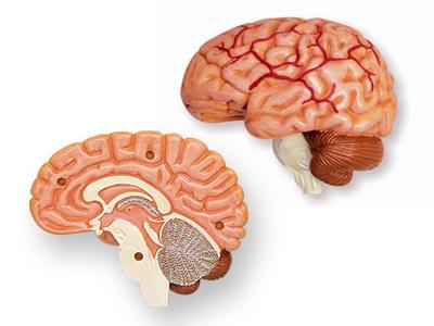 Об`ємна модель 4D Master  Черепно-мозкова коробка людини