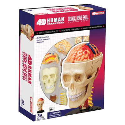 Об`ємна модель 4D Master  Черепно-мозкова коробка людини
