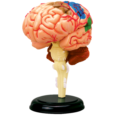 Об`ємна модель 4D Master  Мозок людини