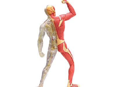 Об`ємна модель 4D Master  Мязи і скелет людини