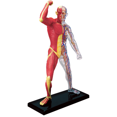 Об`ємна модель 4D Master  Мязи і скелет людини