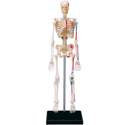 Об`ємна модель 4D Master  Скелет людини