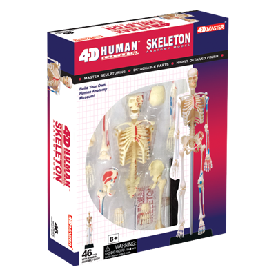 Об`ємна модель 4D Master  Скелет людини