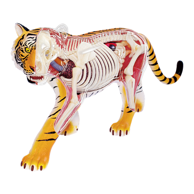 Об`ємна модель 4D Master  Тигр