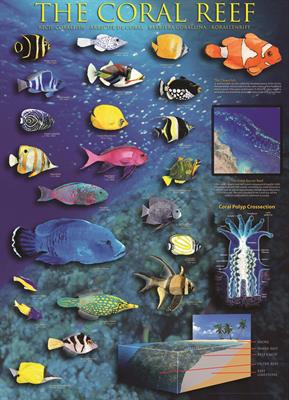 Пазл Eurographics Кораловий ріф, 1000 елементів