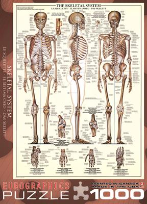 Пазл Eurographics Скелет людини, 1000 елементів