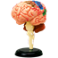 Об`ємна модель 4D Master  Мозок людини
