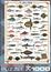 Пазл Eurographics Морські риби, 1000 елементів
