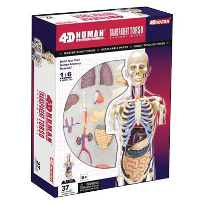 Об`ємна модель 4D Master  Прозорий тулуб людини
