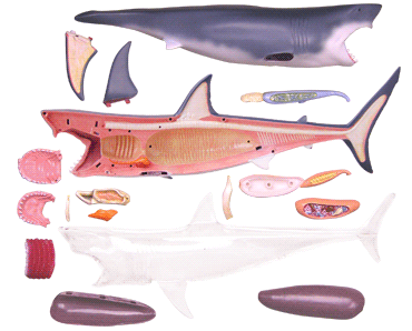Обємна модель 4D Master  Велика біла акула