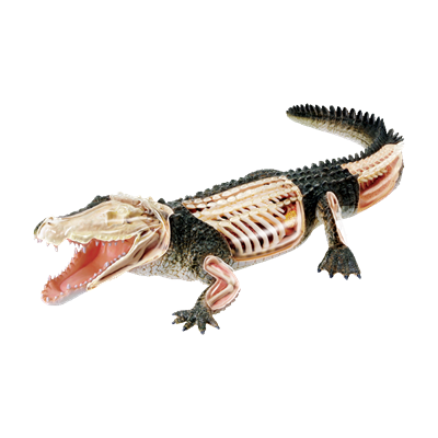 Об`ємна модель 4D Master  Крокодил