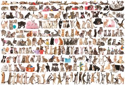 Пазл Eurographics Світ котів, 2000 елементів