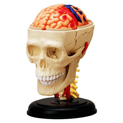 Об`ємна модель 4D Master Черепно-мозкова коробка людини