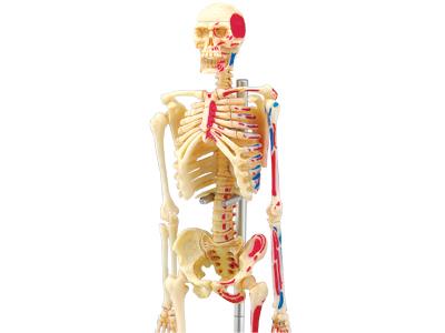 Об`ємна модель 4D Master Скелет людини