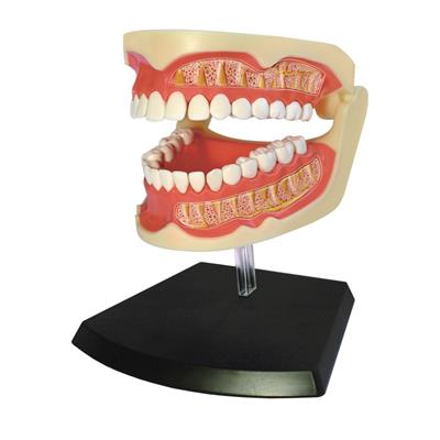 Об`ємна модель 4D Master Зубний ряд людини