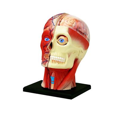 Об`ємна модель 4D Master Голова людини