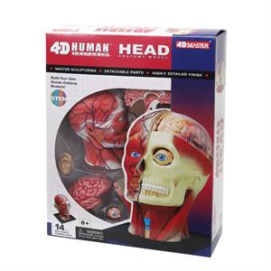 Об`ємна модель 4D Master Голова людини