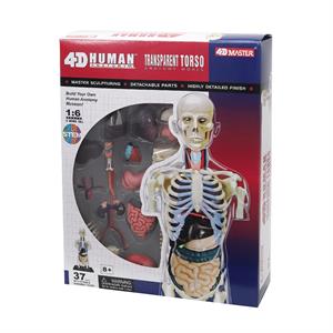 Объемная анатомическая модель 4D Master Торс человека  прозрачный