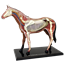 Об`ємна модель 4D Master  Кінь