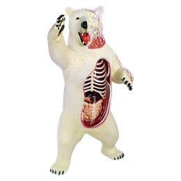 Объемная анатомическая модель Белый медведь