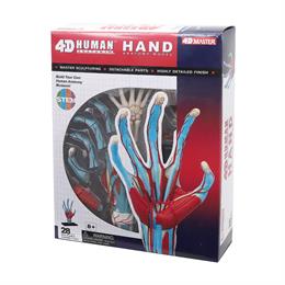 Об`ємна модель 4D Master Рука людини