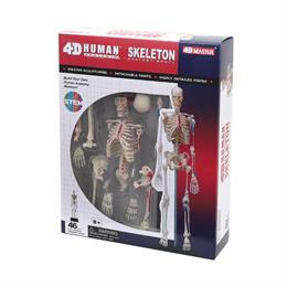 Об`ємна модель 4D Master Скелет людини