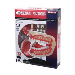 Об`ємна модель 4D Master Зубний ряд людини